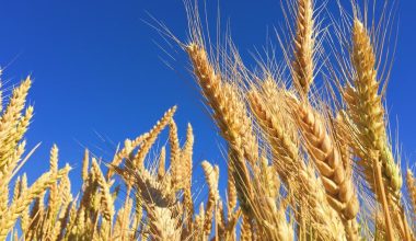 how does crop rotation help preserve soil