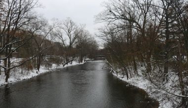 how fast do red cedar trees grow