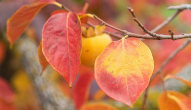 can you grow persimmons in a pot