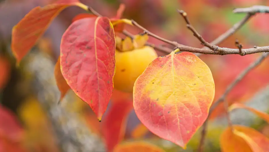 can you grow persimmons in a pot