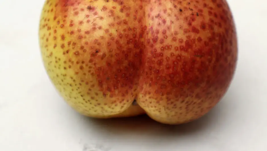 what eats prickly pear cactus
