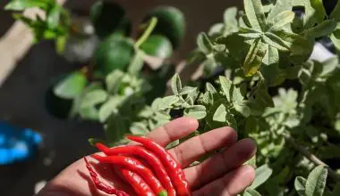 should i fertilize pepper plants