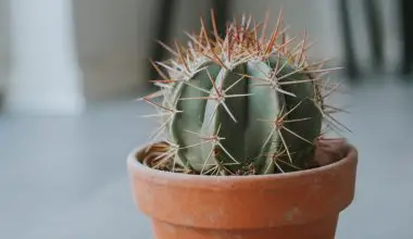 do cactus grow
