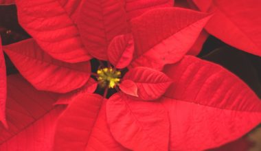 how to grow a poinsettia tree