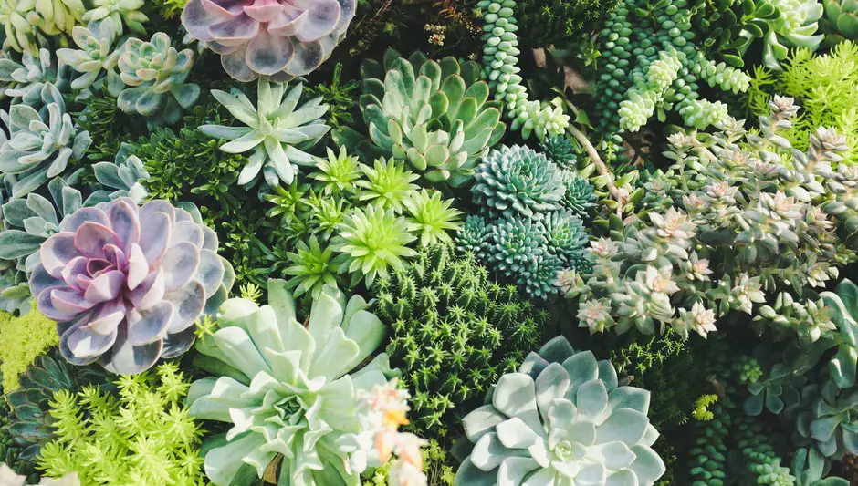 can succulents cause allergies