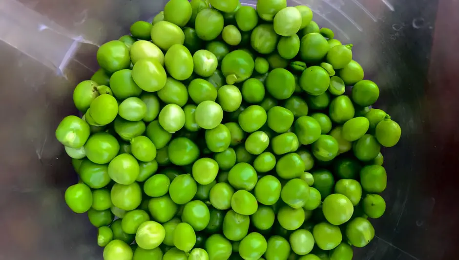 do i soak sweet pea seeds before planting