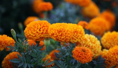 can you grow marigolds indoors