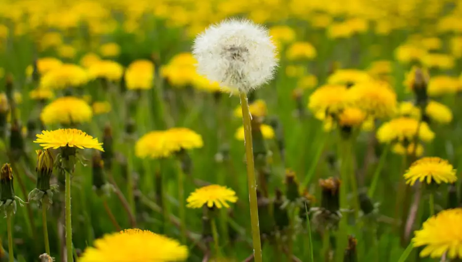 how to harvest dandelion