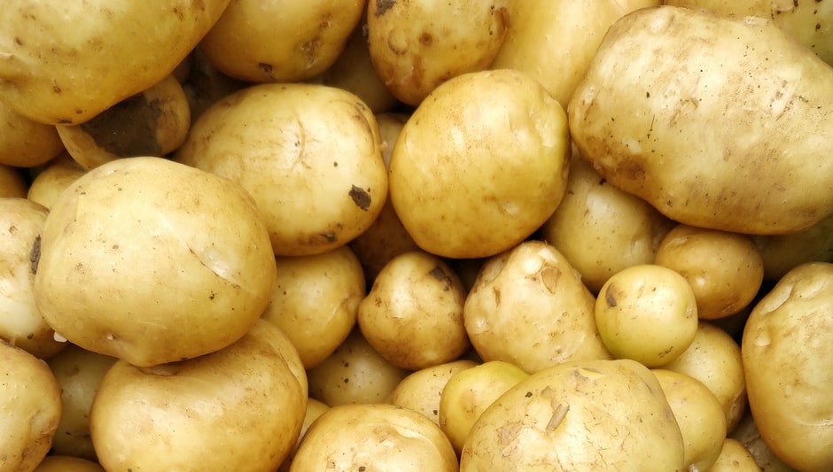 how tall do potato plants grow
