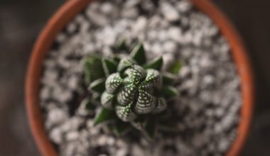 how to plant zebra cactus