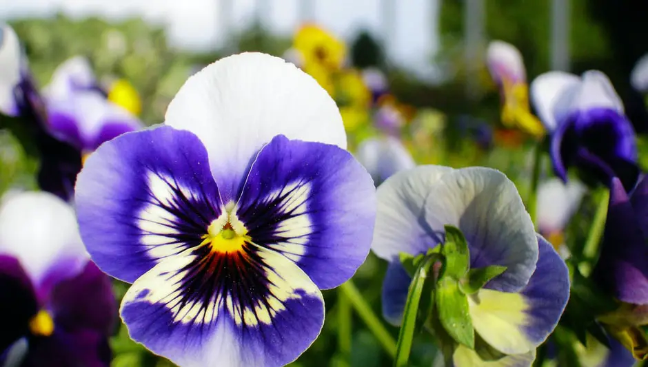 can pansies grow indoors