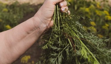 how to grow carrot plant