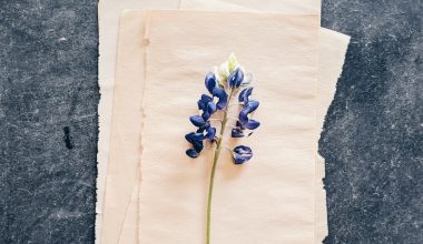 are bluebonnets perennials