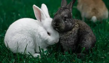 what houseplants are toxic to rabbits