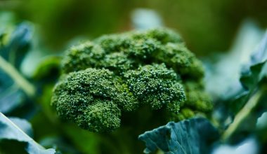 how to tell when broccoli is ready to harvest