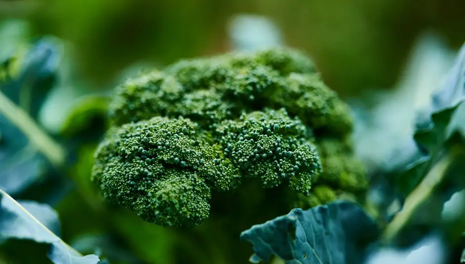 does broccoli grow on trees