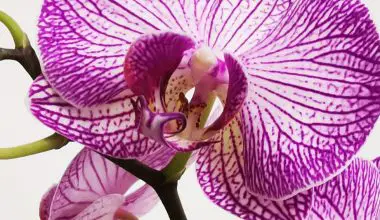 how to prune an orchid video
