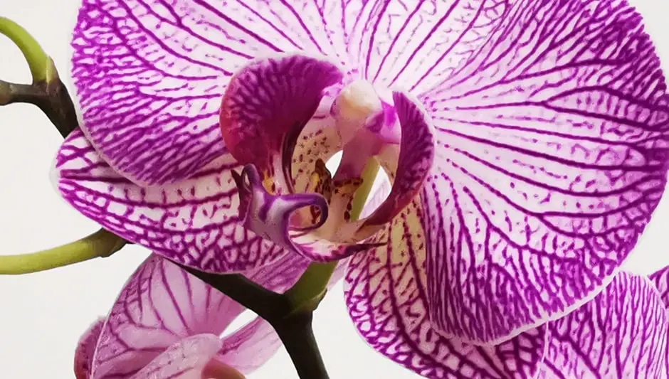 how to prune an orchid video