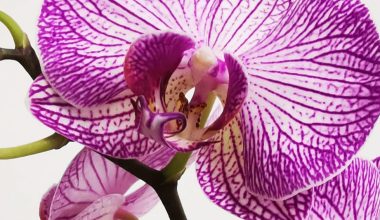 are orchids poisonous to humans