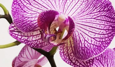 how to fertilize orchids