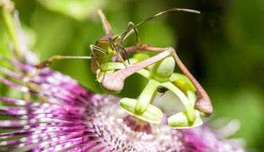 do orchid flowers have seeds