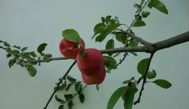 how to pollinate apple trees