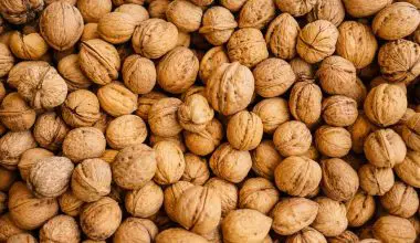 how to grow a walnut tree uk