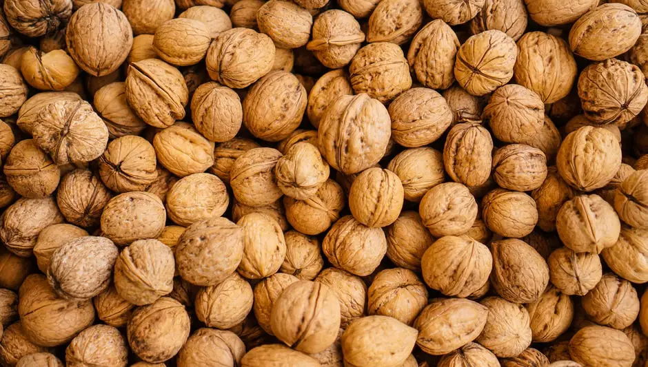 how to grow a walnut tree uk