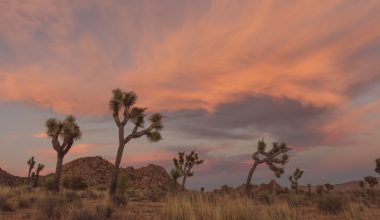 how far is joshua tree from san diego