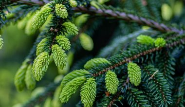 how to grow blue spruce trees