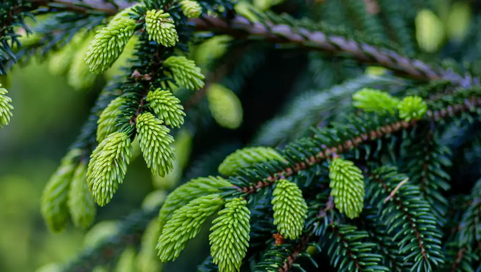 how to grow blue spruce trees