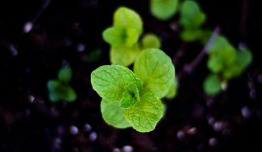 what is carom seeds in kannada