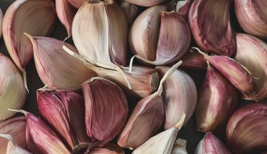 when to harvest garlic in vermont