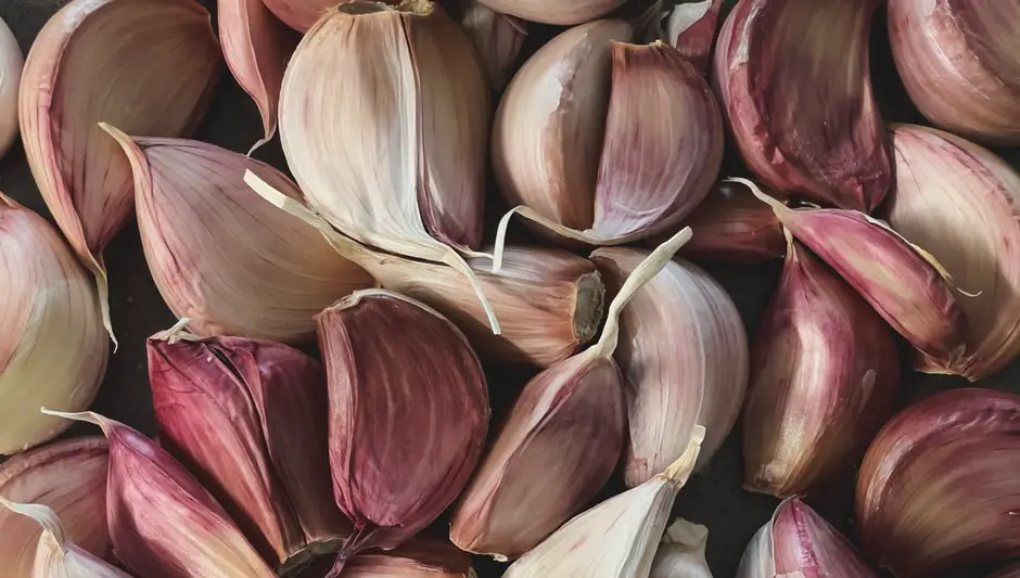 when to harvest garlic in vermont