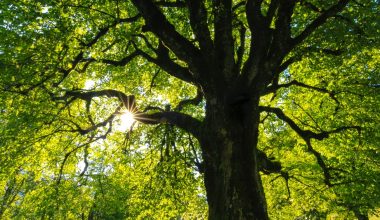 when to prune peach trees in ohio