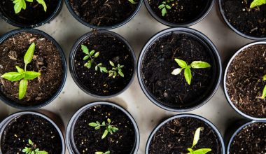 how to grow tomatoes in a garden