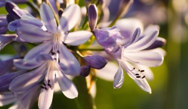 when to prune agapanthus flowers