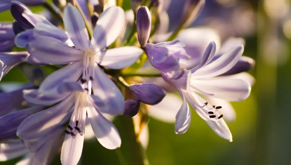 when to prune agapanthus flowers