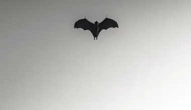 how do bats pollinate