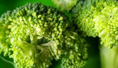 how to plant broccoli sprout seeds