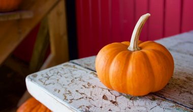 how long should pumpkin seeds bake for