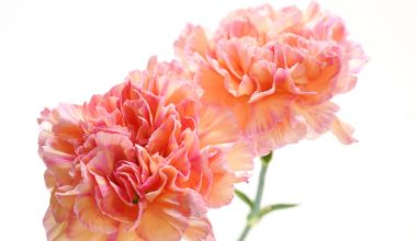are carnations perennials