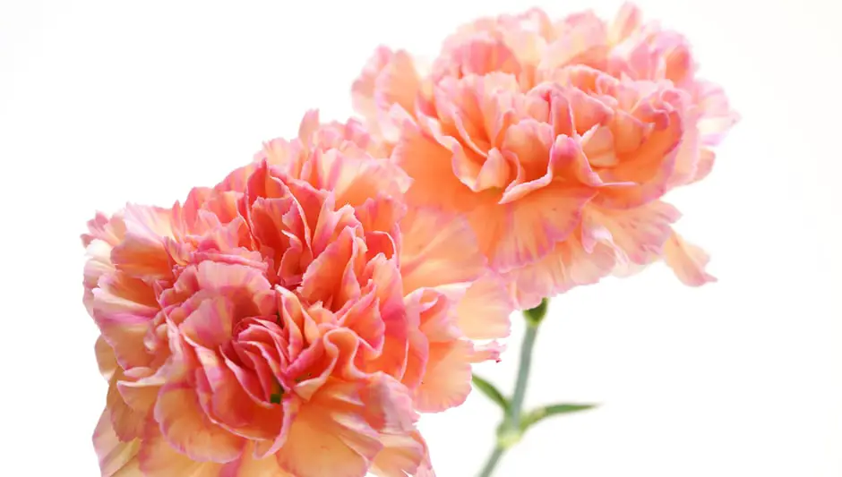 are carnations perennials