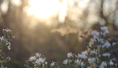 are daisies perennials