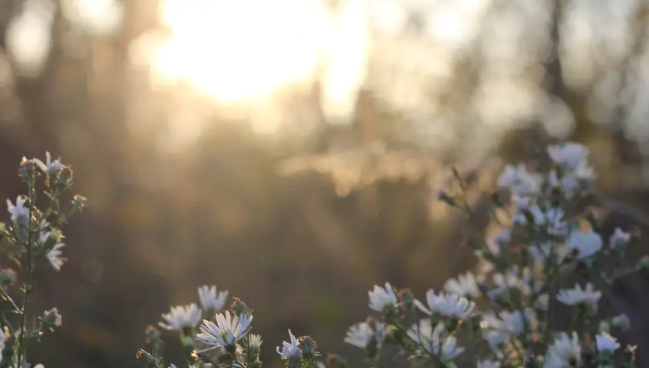 are daisies perennials