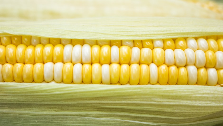 is corn self pollinating