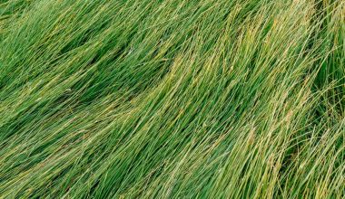 what does grass seed look like when it sprouts