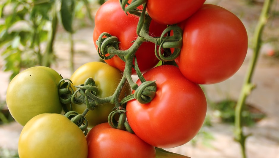 can you save hybrid tomato seeds