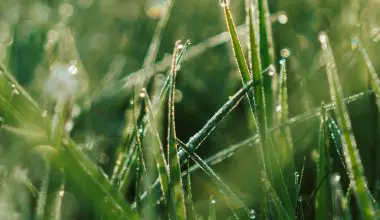 what causes dew on grass