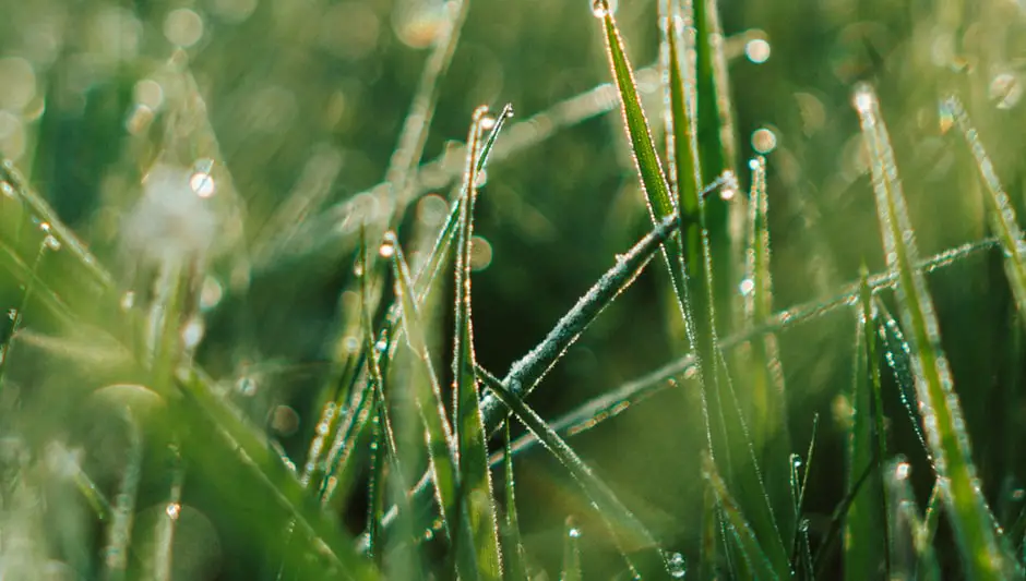 what causes dew on grass